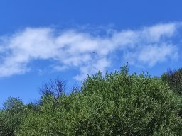 Flora del Cerro Masatrigo